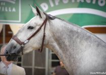 W B ALBA DE TORRELUNA, DE HIJOS DE SANCHEZ NORIEGA, CAMPEONA JOVEN DEL CONCURSO